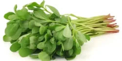 عوارض عرق خرفه خیراندیش در طب سنتی برای مردان و زنان