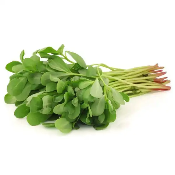 عوارض عرق خرفه خیراندیش در طب سنتی برای مردان و زنان