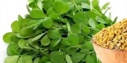 عوارض عرق شنبلیله خیراندیش در طب سنتی برای مردان و زنان