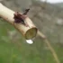 عوارض اشک مو خیراندیش در طب سنتی برای مردان و زنان