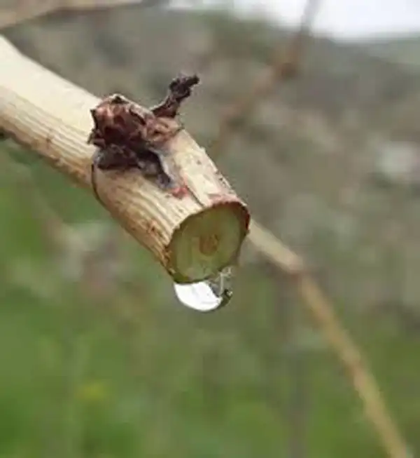 عوارض اشک مو خیراندیش در طب سنتی برای مردان و زنان