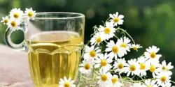 عوارض بابونه خیراندیش در طب سنتی برای مردان و زنان