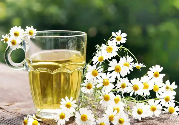 عوارض بابونه خیراندیش در طب سنتی برای مردان و زنان