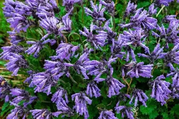 عوارض بادرنجبویه خیراندیش در طب سنتی برای مردان و زنان