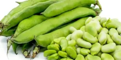 عوارض باقلا خیراندیش در طب سنتی برای مردان و زنان