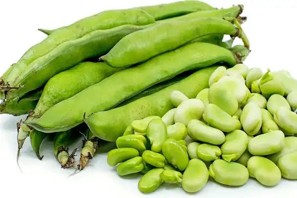 عوارض باقلا خیراندیش در طب سنتی برای مردان و زنان