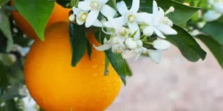 عوارض بهار نارنج خیراندیش در طب سنتی برای مردان و زنان