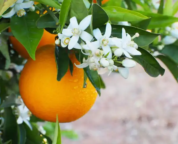 عوارض بهار نارنج خیراندیش در طب سنتی برای مردان و زنان