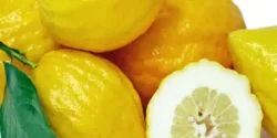 عوارض بالنگ خیراندیش در طب سنتی برای مردان و زنان