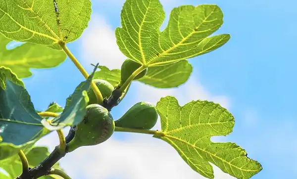 عوارض برگ انجیر خیراندیش در طب سنتی برای مردان و زنان