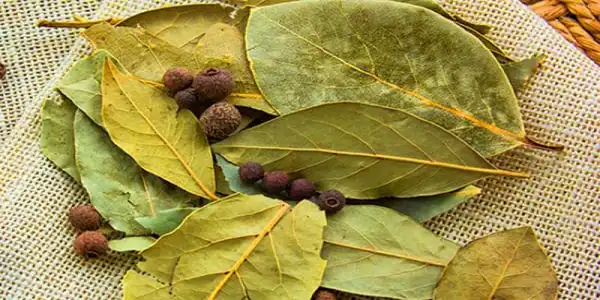 عوارض برگ بو خیراندیش در طب سنتی برای مردان و زنان