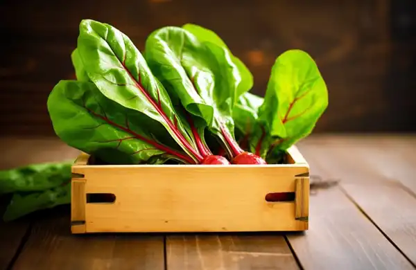 عوارض برگ چغندر خیراندیش در طب سنتی برای مردان و زنان