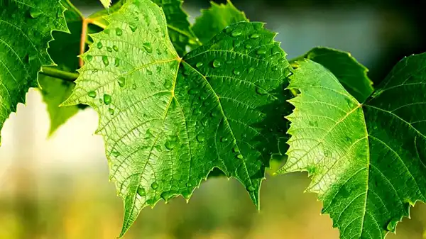 عوارض برگ مو خیراندیش در طب سنتی برای مردان و زنان