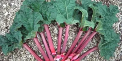 عوارض برگ ریواس خیراندیش در طب سنتی برای مردان و زنان