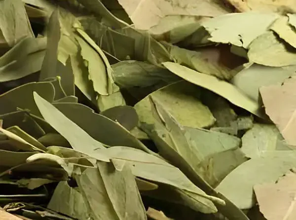 عوارض برگ سنا خیراندیش در طب سنتی برای مردان و زنان