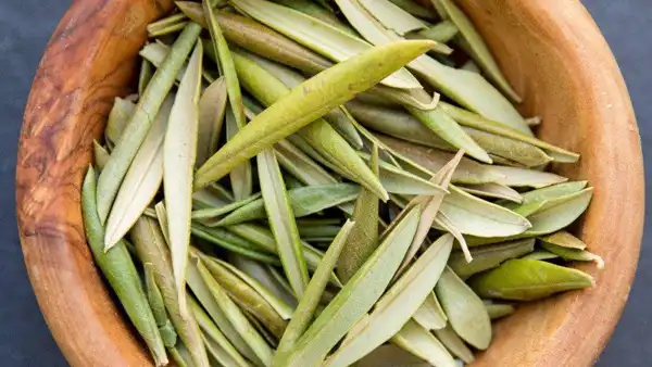 عوارض برگ زیتون خیراندیش در طب سنتی برای مردان و زنان