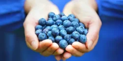عوارض بلوبری خیراندیش در طب سنتی برای مردان و زنان