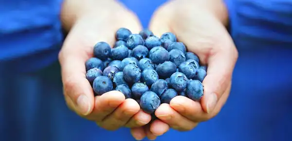 عوارض بلوبری خیراندیش در طب سنتی برای مردان و زنان