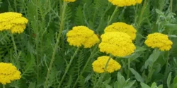عوارض بومادران خیراندیش در طب سنتی برای مردان و زنان