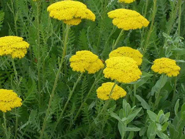 عوارض بومادران خیراندیش در طب سنتی برای مردان و زنان