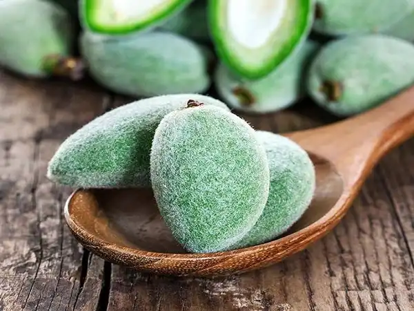 عوارض چغاله بادام خیراندیش در طب سنتی برای مردان و زنان