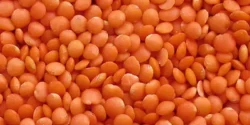 عوارض دال عدس خیراندیش در طب سنتی برای مردان و زنان
