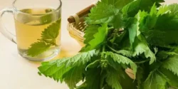 عوارض دمنوش گزنه خیراندیش در طب سنتی برای مردان و زنان