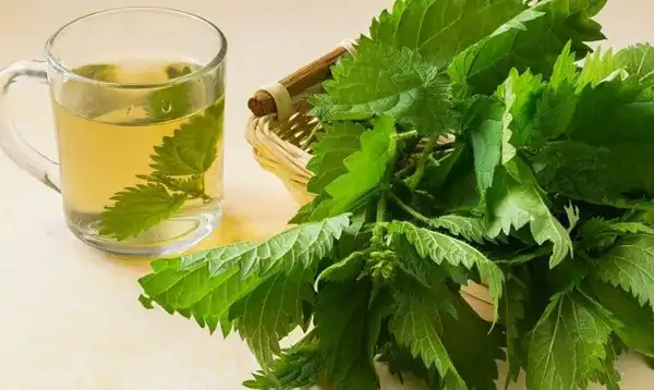 عوارض دمنوش گزنه خیراندیش در طب سنتی برای مردان و زنان