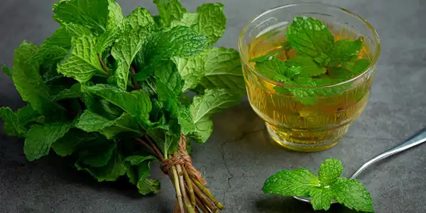 عوارض دمنوش نعناع فلفلی خیراندیش در طب سنتی برای مردان و زنان