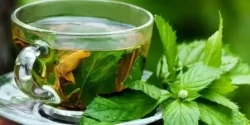 عوارض دمنوش پونه خیراندیش در طب سنتی برای مردان و زنان