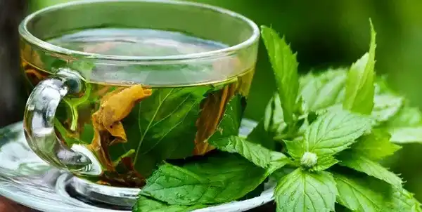 عوارض دمنوش پونه خیراندیش در طب سنتی برای مردان و زنان
