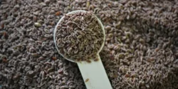 عوارض اسفرزه خیراندیش در طب سنتی برای مردان و زنان