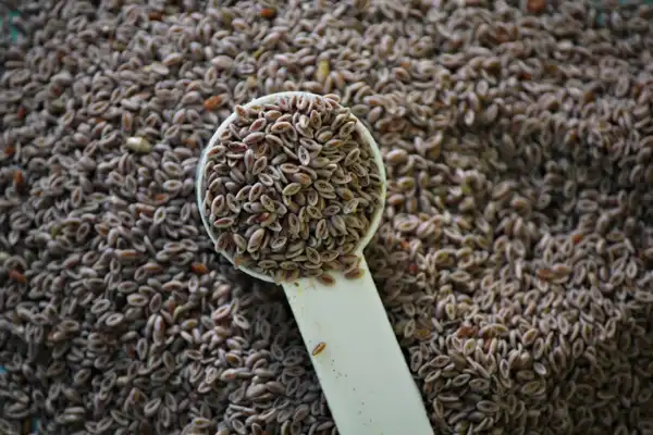 عوارض اسفرزه خیراندیش در طب سنتی برای مردان و زنان