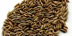 عوارض گندم سیاه خیراندیش در طب سنتی برای مردان و زنان