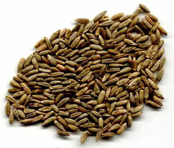 عوارض گندم سیاه خیراندیش در طب سنتی برای مردان و زنان