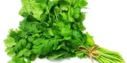 عوارض گشنیز خیراندیش در طب سنتی برای مردان و زنان