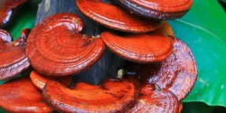 عوارض قارچ گانودرما خیراندیش در طب سنتی برای مردان و زنان