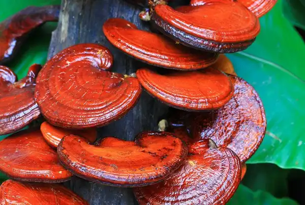 عوارض قارچ گانودرما خیراندیش در طب سنتی برای مردان و زنان