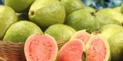 عوارض گواوا خیراندیش در طب سنتی برای مردان و زنان