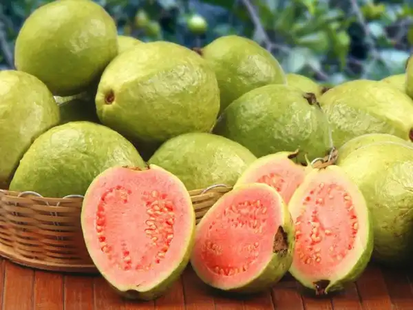 عوارض گواوا خیراندیش در طب سنتی برای مردان و زنان