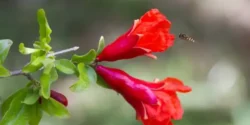 عوارض گل انار خیراندیش در طب سنتی برای مردان و زنان