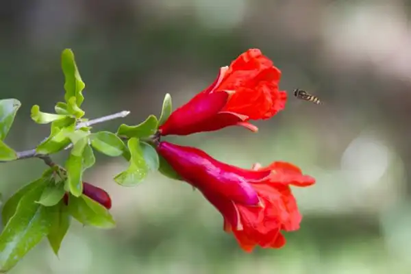 عوارض گل انار خیراندیش در طب سنتی برای مردان و زنان