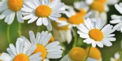 عوارض گل بابونه خیراندیش در طب سنتی برای مردان و زنان