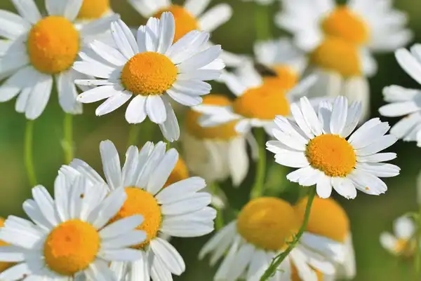 عوارض گل بابونه خیراندیش در طب سنتی برای مردان و زنان