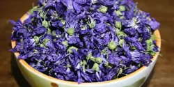 عوارض گل ختمی خیراندیش در طب سنتی برای مردان و زنان