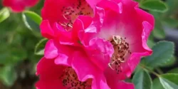 عوارض گل نسترن خیراندیش در طب سنتی برای مردان و زنان