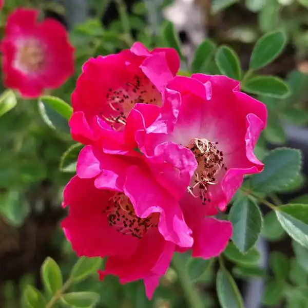 عوارض گل نسترن خیراندیش در طب سنتی برای مردان و زنان