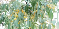عوارض گل سنجد خیراندیش در طب سنتی برای مردان و زنان