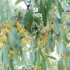 عوارض گل سنجد خیراندیش در طب سنتی برای مردان و زنان