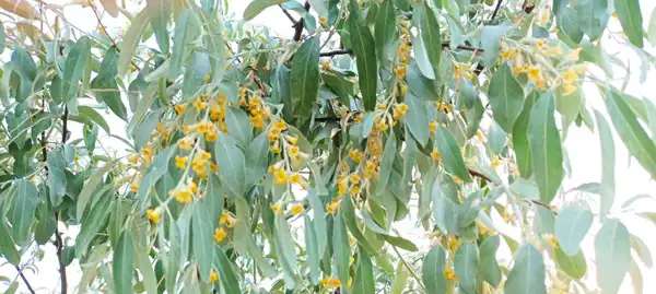 عوارض گل سنجد خیراندیش در طب سنتی برای مردان و زنان